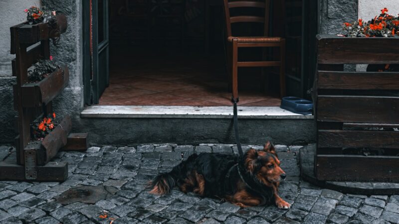 Hundens Well-being i Fokus: Vælg Den Rette Hundedagpleje