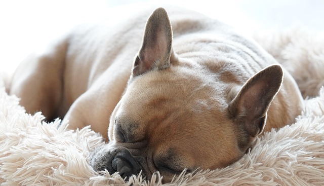 Find den Perfekte Hundeseng til Din Kære Ven