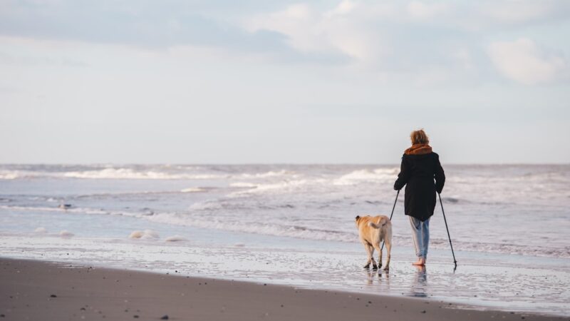 Hundeluftning: Giv Din Hund Det Bedste Liv