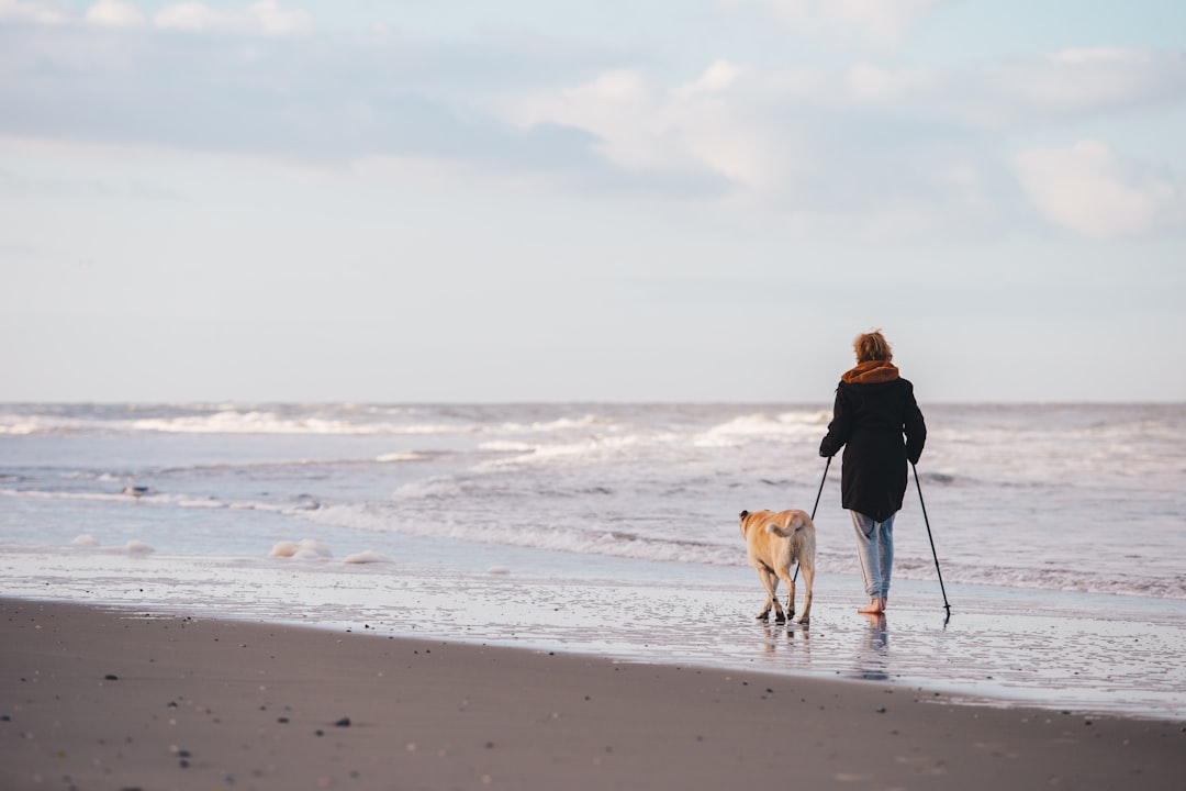Hundeluftning: Giv Din Hund Det Bedste Liv